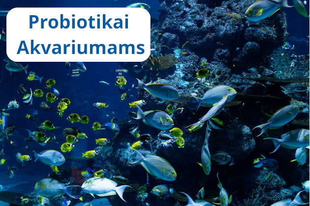 Probiotikai Akvariumams – mikrobiologinis produktas žuvų sveikatos ir vandens kokybės gerinimui