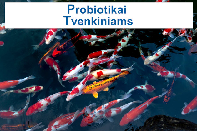 Tvenkinių valymas nuo dumblių ir mikrobiologinės būklės gerinimas: Probiotikų – biotechnologinių preparatų nauda